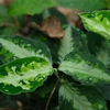 Aglaonema pictum"ちゃんぷーる"from Padang Sidempuan【AZ0322-1】