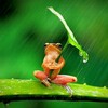今年の梅雨入りは何時ごろだろう❓️、、、