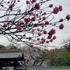 光林禅寺の満開の桜と旧町名「麻布區富士見町」