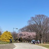 🙋‍♀️春めいて　サクラめいて