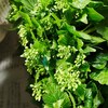 ワサビの花芽三杯酢漬け