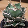 #1398 生長の記録〜巨獣【13】〜