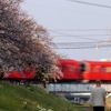 03/25 佐奈川 桜