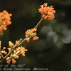 秋・我が家の花たち②・・