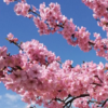 河津桜の満開