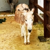 動物さんも雨はいやなのかな　屋根の下が多かった