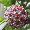ホヤの花（４）