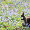 エゾリスと遊ぶ（5月1日）