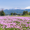 レンゲ畑と立山連峰