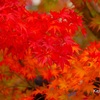  秋のおすすめ薬膳～秋の味覚