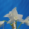 Dendrobium parishii f.album