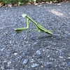 オオカマキリの成虫 メス