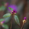 「白茶緑紅茶地帯」