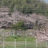 桜咲く