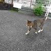  9月前半の #ねこ #cat #猫 その2