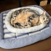 猫、仰向けになってお腹を冷やす