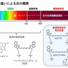 がん診断の未来を変える！短波赤外蛍光イメージングの革新技術