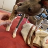 犬（イタグレ）お気に入りの鹿の角をカット