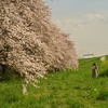 桜の写真#4　桜吹雪