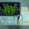 朝採り図書館産ゴーヤ☆
