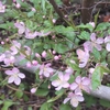 小雨の中のリハビリ散歩 腹立つ出来事と梅の花