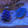 海水30cmハイ水槽にヒメシャコガイ追加