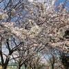 休息の1日🌸
