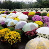 Yoshikoさんと季節の花散策　その3　　〜鈴木さん宅のざる菊〜　