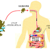 日本人だけが海藻を消化できる？