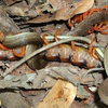 Công ty diệt côn trùng - Con rết lớn giết rắn cái và biến nó thành bữa ăn giàu dinh dưỡng.