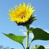 12月１日の家庭菜園