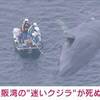大阪湾に迷いこんだクジラ「淀ちゃん」大阪市が死んだことを確認