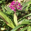 Spathoglottis hybrid