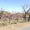 梅まつり巡り開始へ！　神代植物公園