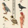 私家版鳥類図譜