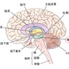 海馬と学習：神経科学からの教育への示唆