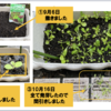 庭で秋野菜 21【ミックスレタス】