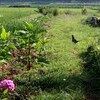 「盆花」が、田んぼで賑やかに…。