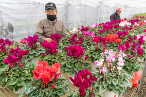 冬場を華やかに彩るシクラメン見頃　12月13、14日に即売会　上越市のさくら工房フラワーセンター