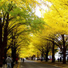 ＜紅葉が散って、「文化の日」の札幌＞