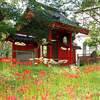 柏 観音寺&祖光院・持法院の彼岸花