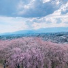 今年のお花見🌸