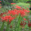 小石川植物園の彼岸花（ヒガンバナ）はどこに咲いている？見頃はいつ？｜2025年開花状況（東京都文京区）