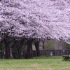 桜#1　ソメイヨシノがようやく満開