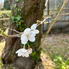 桜まじ路傍の翁の腰据ゑて(あ)