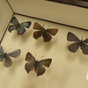 蝶の展翅のやり方を紹介。私的おススメ展翅方法と必要な道具などを揃えて綺麗な蝶を標本にしてみよう！