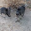 (=^・^=)の散歩　と　何でここに古墳があるのだろう