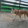 老犬ホームあん｜新人さん チャロ^^