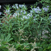 チョウジソウ（アムソニア・エリプティカ）と5月に咲くブルー系の花たち