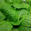ミニ白菜18日目(水耕栽培)